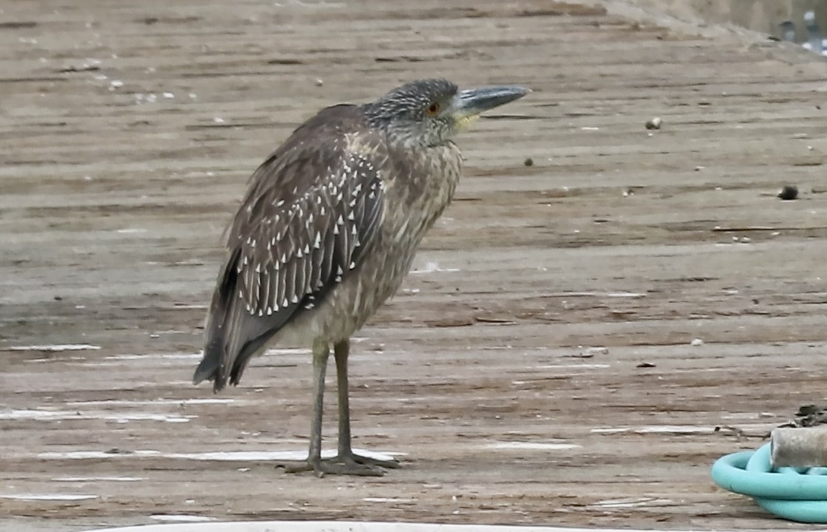 Yellow-crowned Night Heron - ML643529972