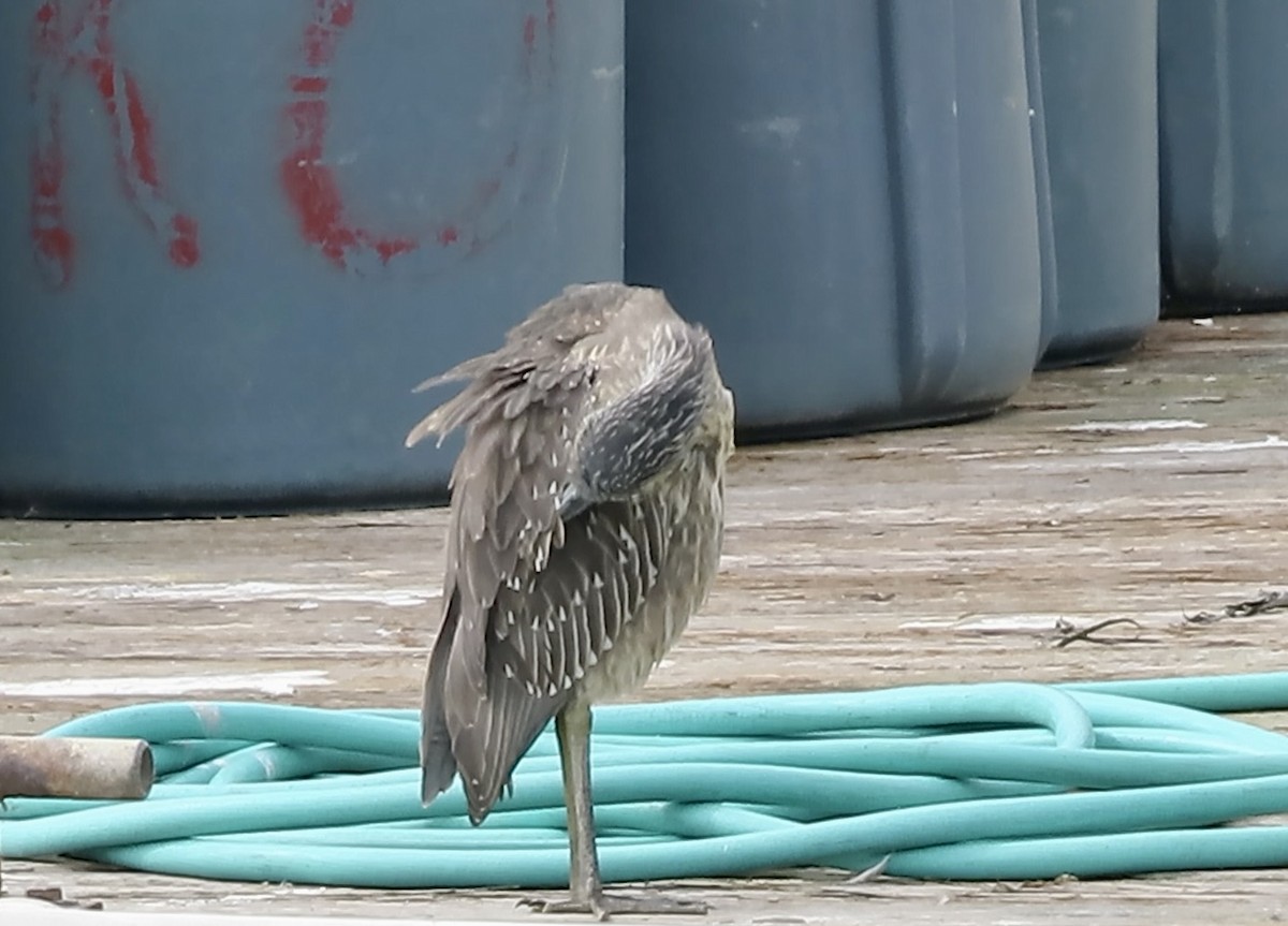 Yellow-crowned Night Heron - ML643529973