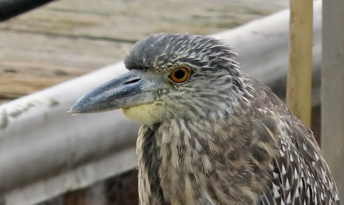 Yellow-crowned Night Heron - ML643529976