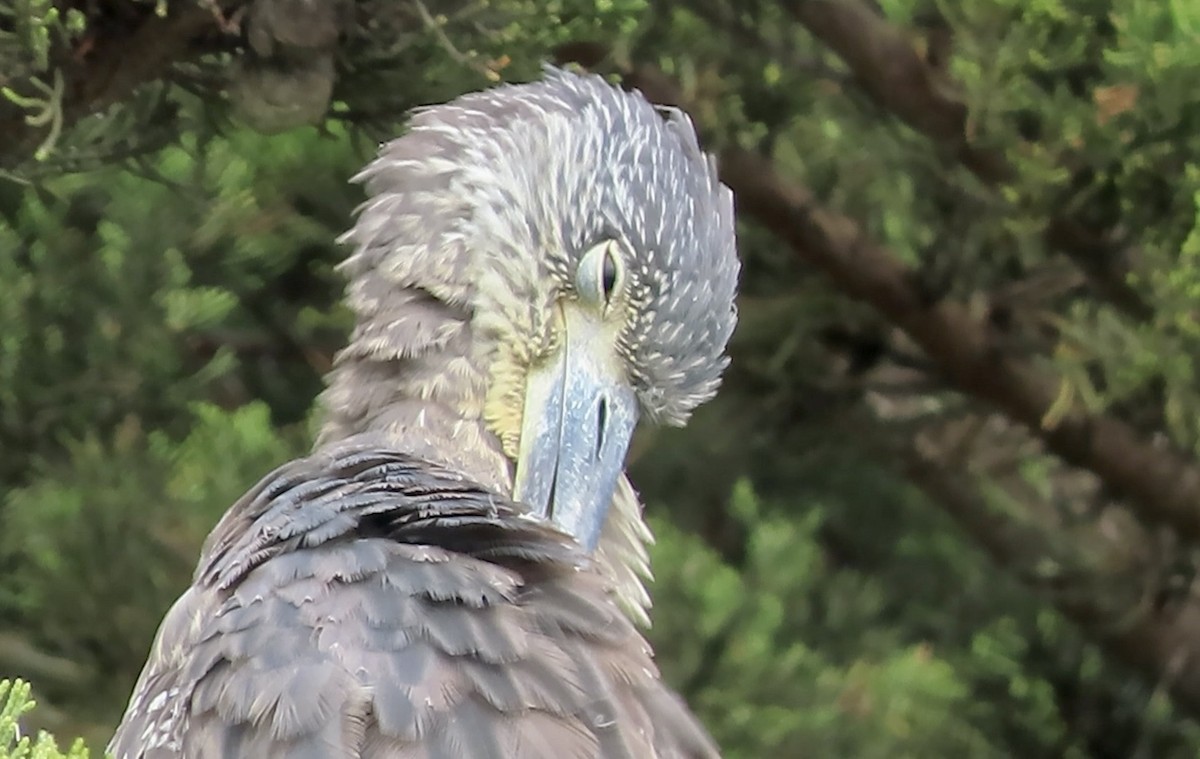 Yellow-crowned Night Heron - ML643529977