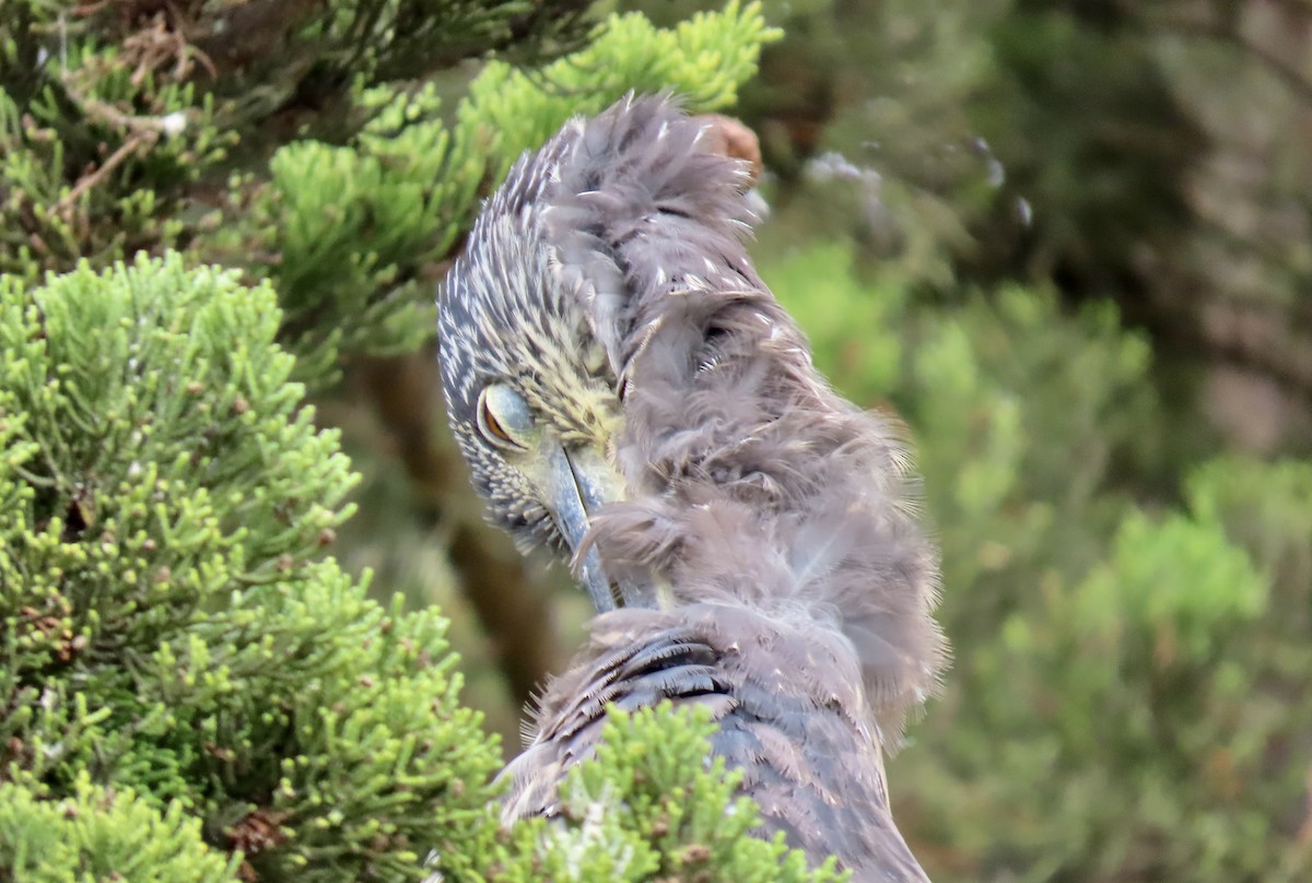 Yellow-crowned Night Heron - ML643529980