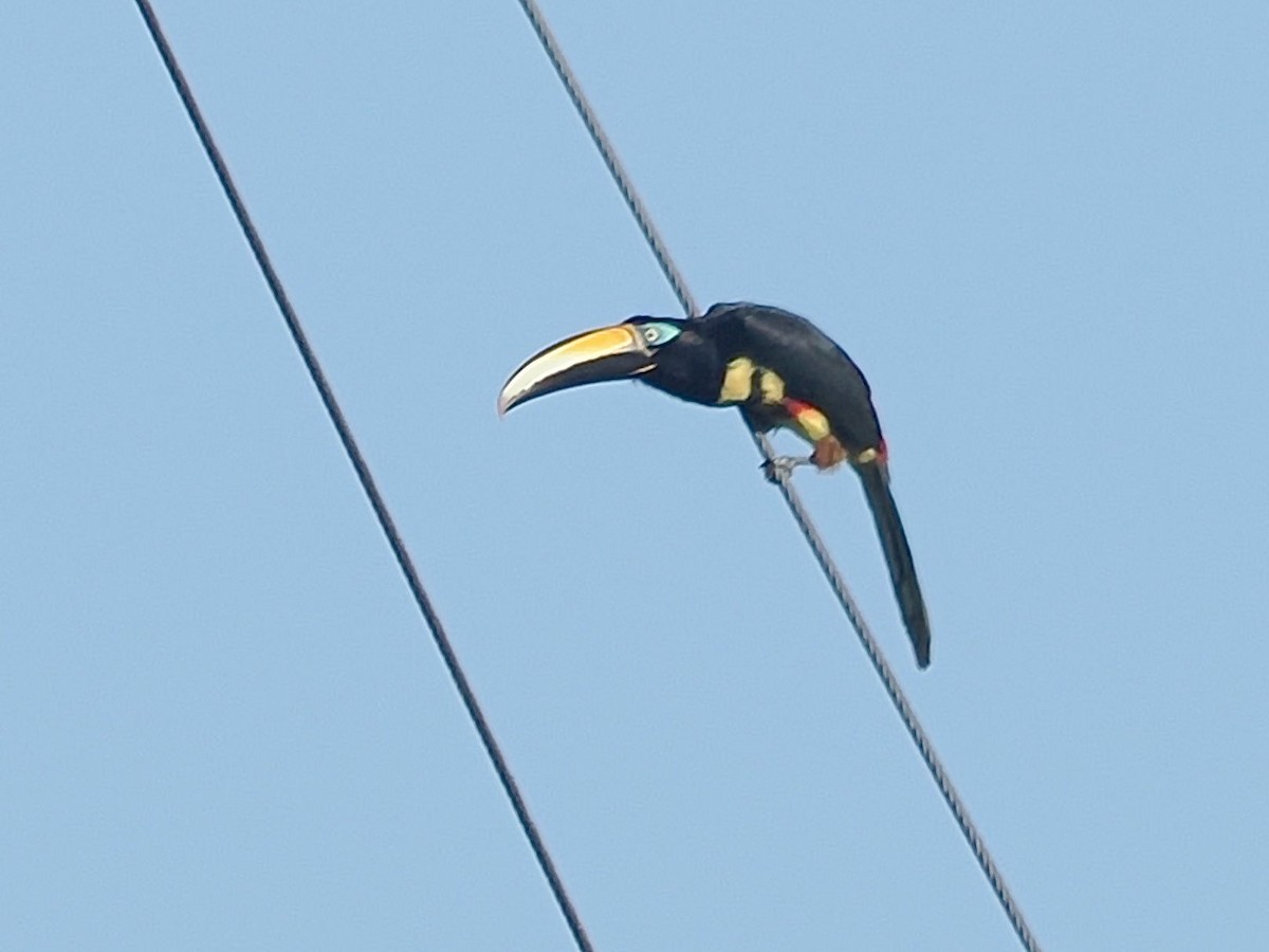 Many-banded Aracari - ML643530009