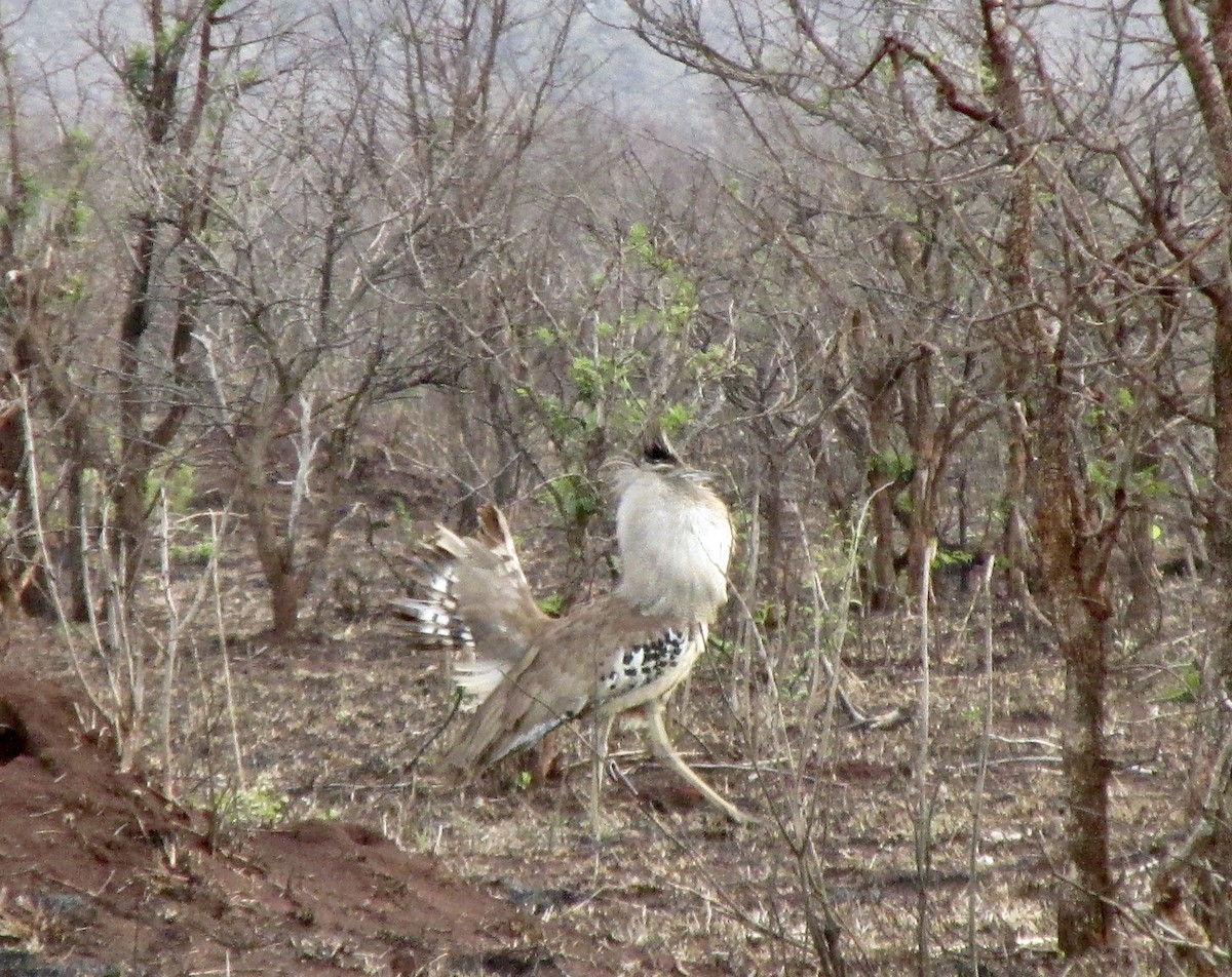 Kori Bustard - ML643530015
