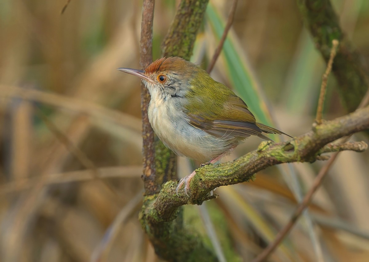 Common Tailorbird - ML643530028