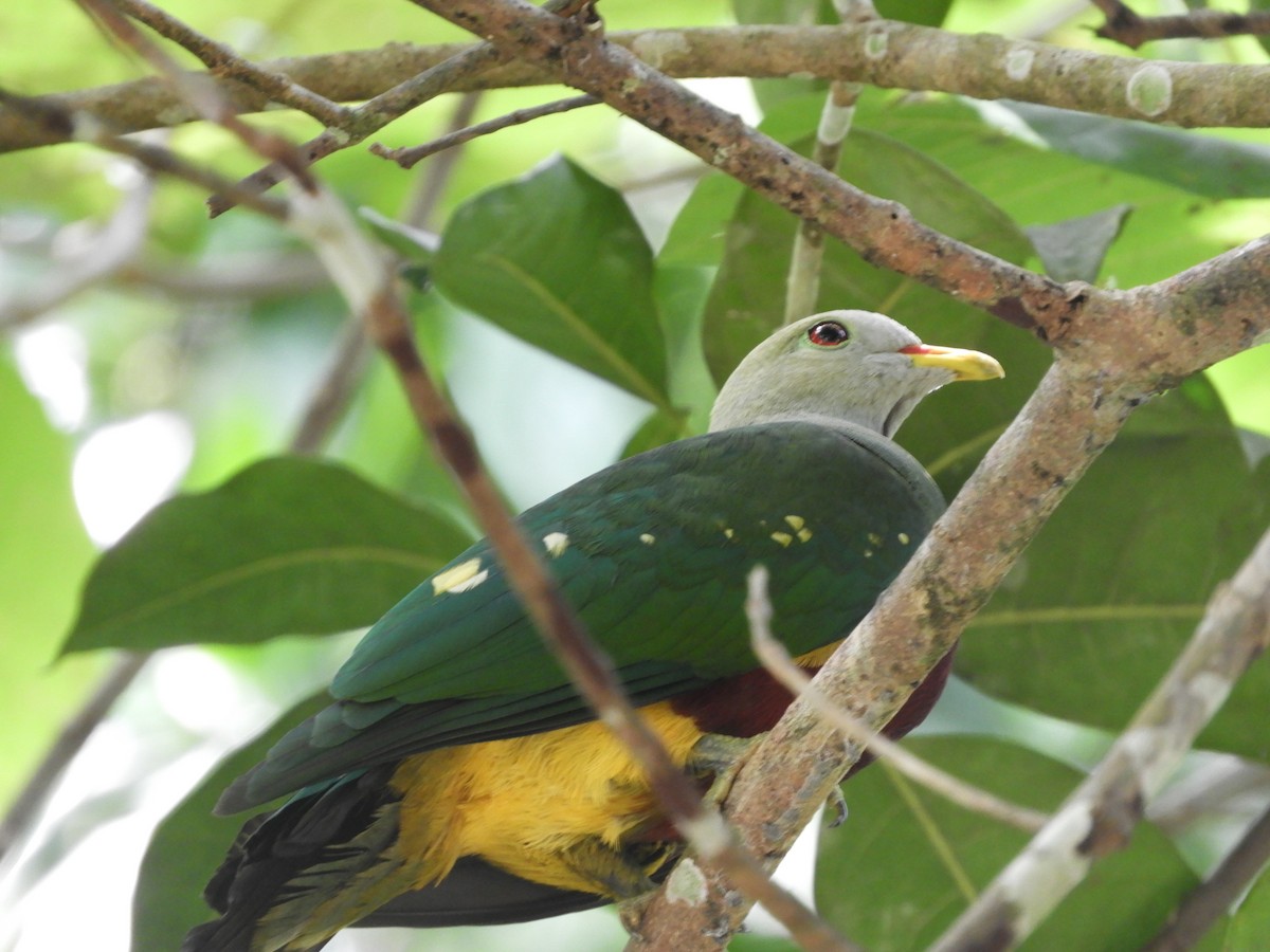 Wompoo Fruit-Dove - ML643530044