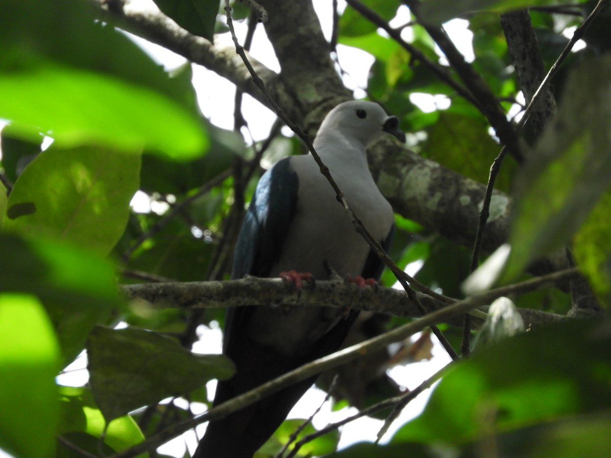Spice Imperial-Pigeon - ML643530045