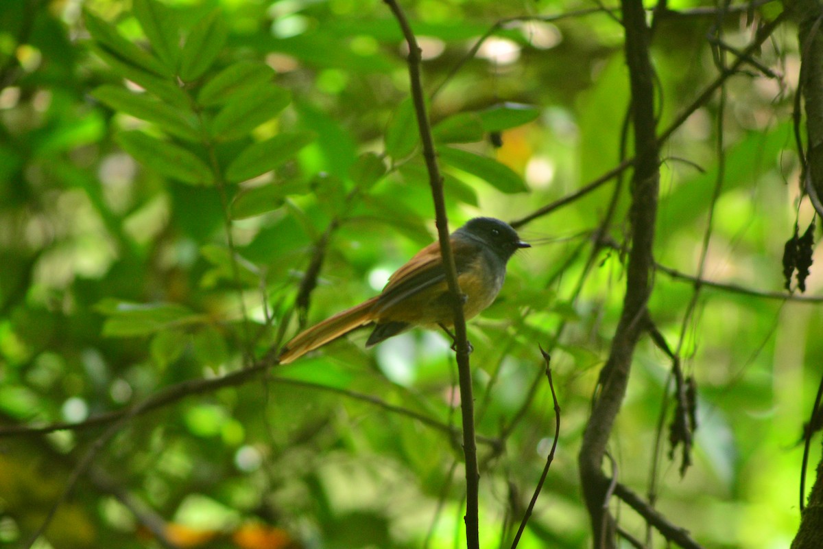 Blue-headed Fantail - ML643530063