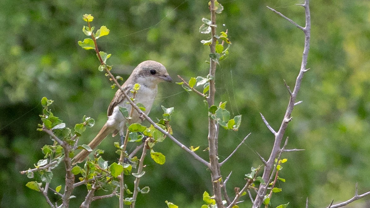 Bay-backed Shrike - ML643530077