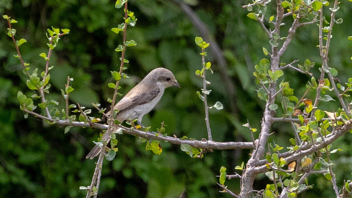 Bay-backed Shrike - ML643530078