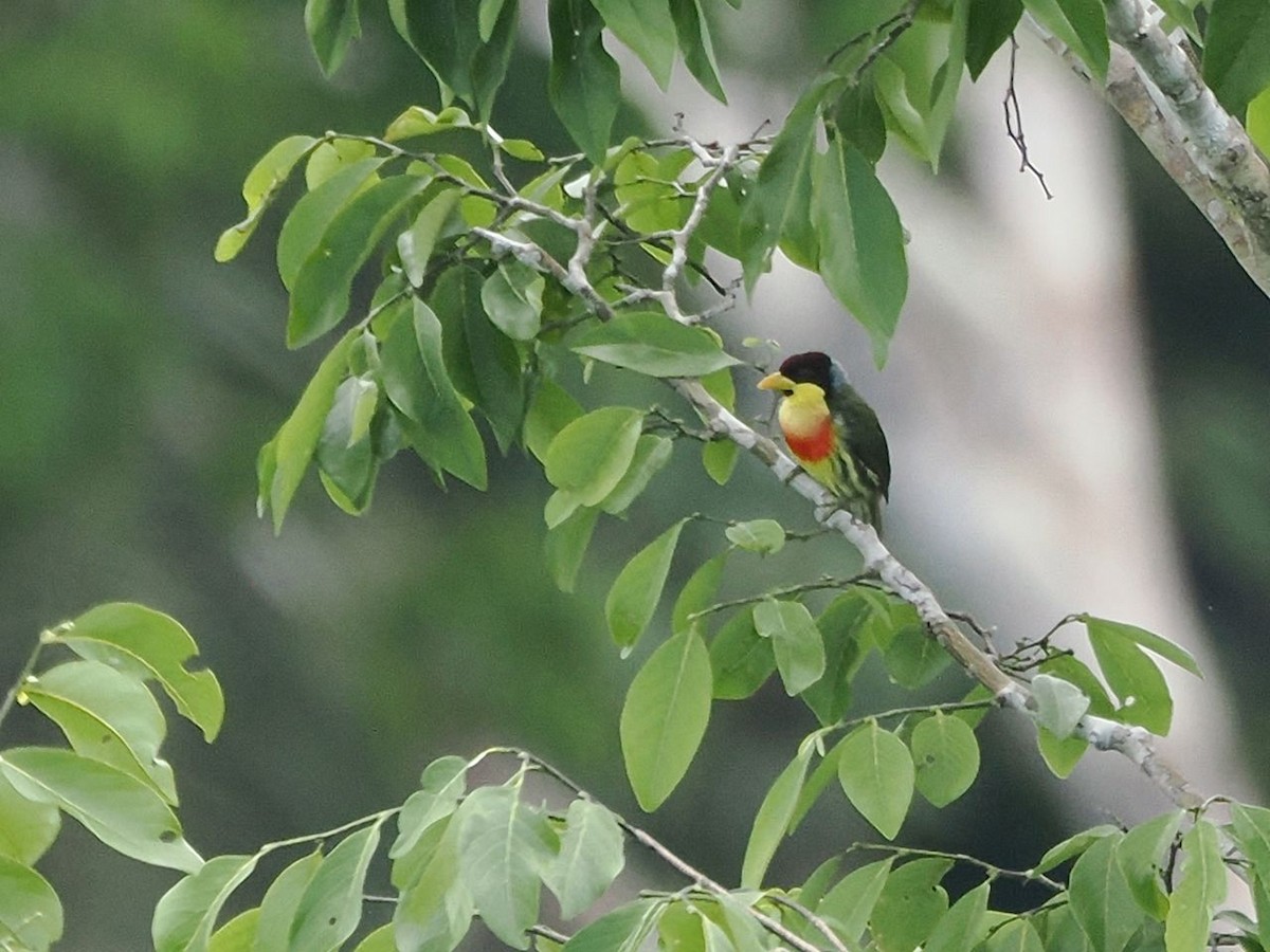 Lemon-throated Barbet - ML643530082