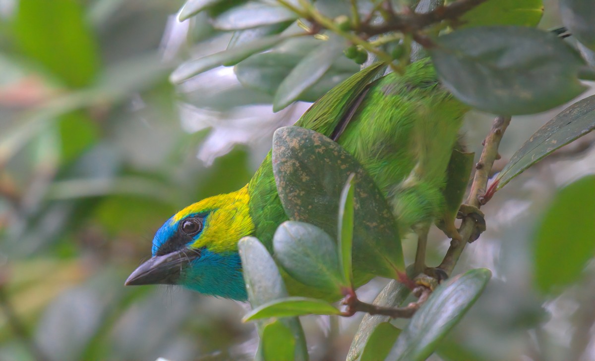 Golden-naped Barbet - ML643530112