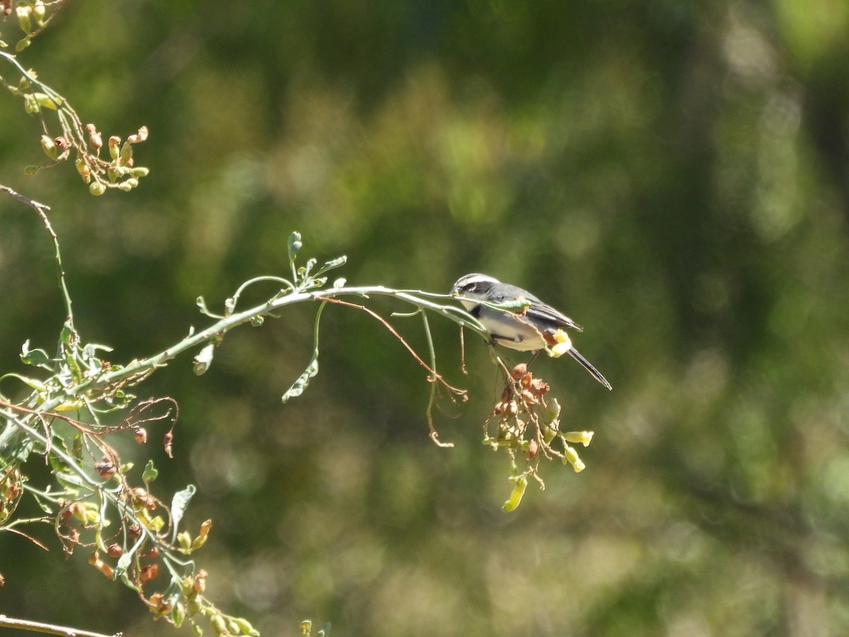 Ringed Warbling Finch (Ringed) - ML643530121