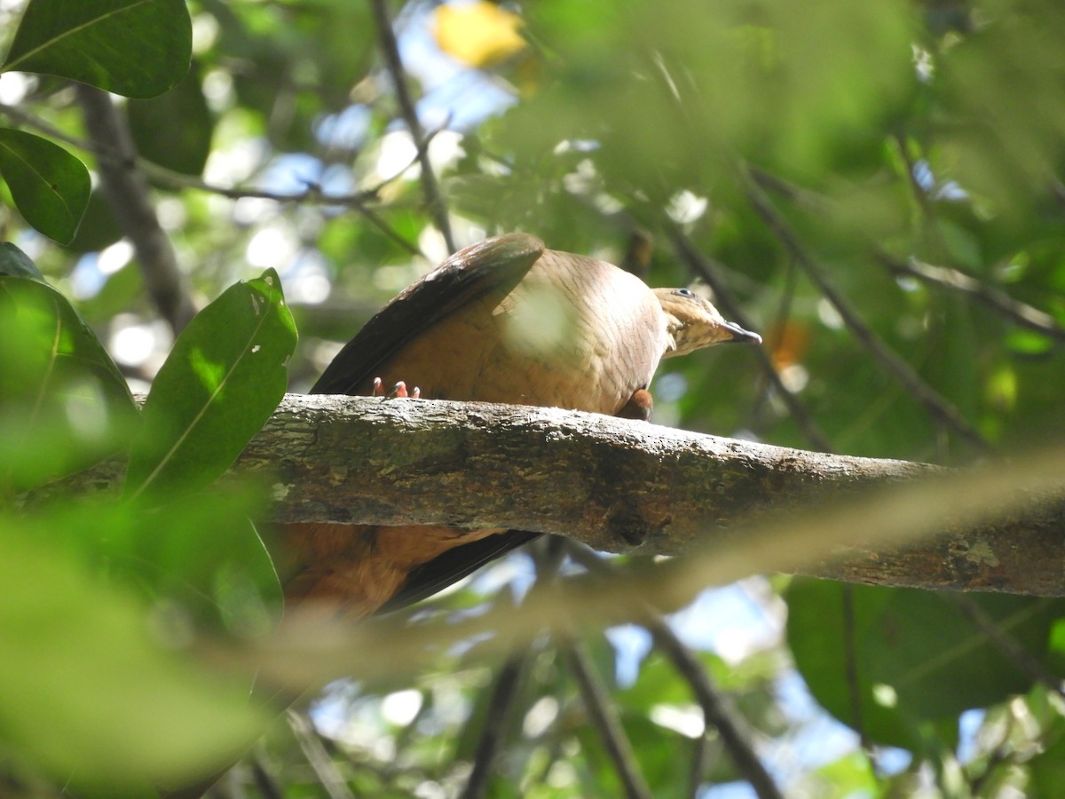 スルターンオナガバト - ML643530136