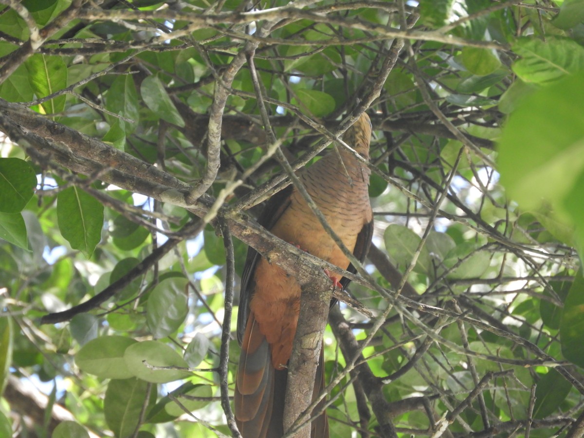 スルターンオナガバト - ML643530137