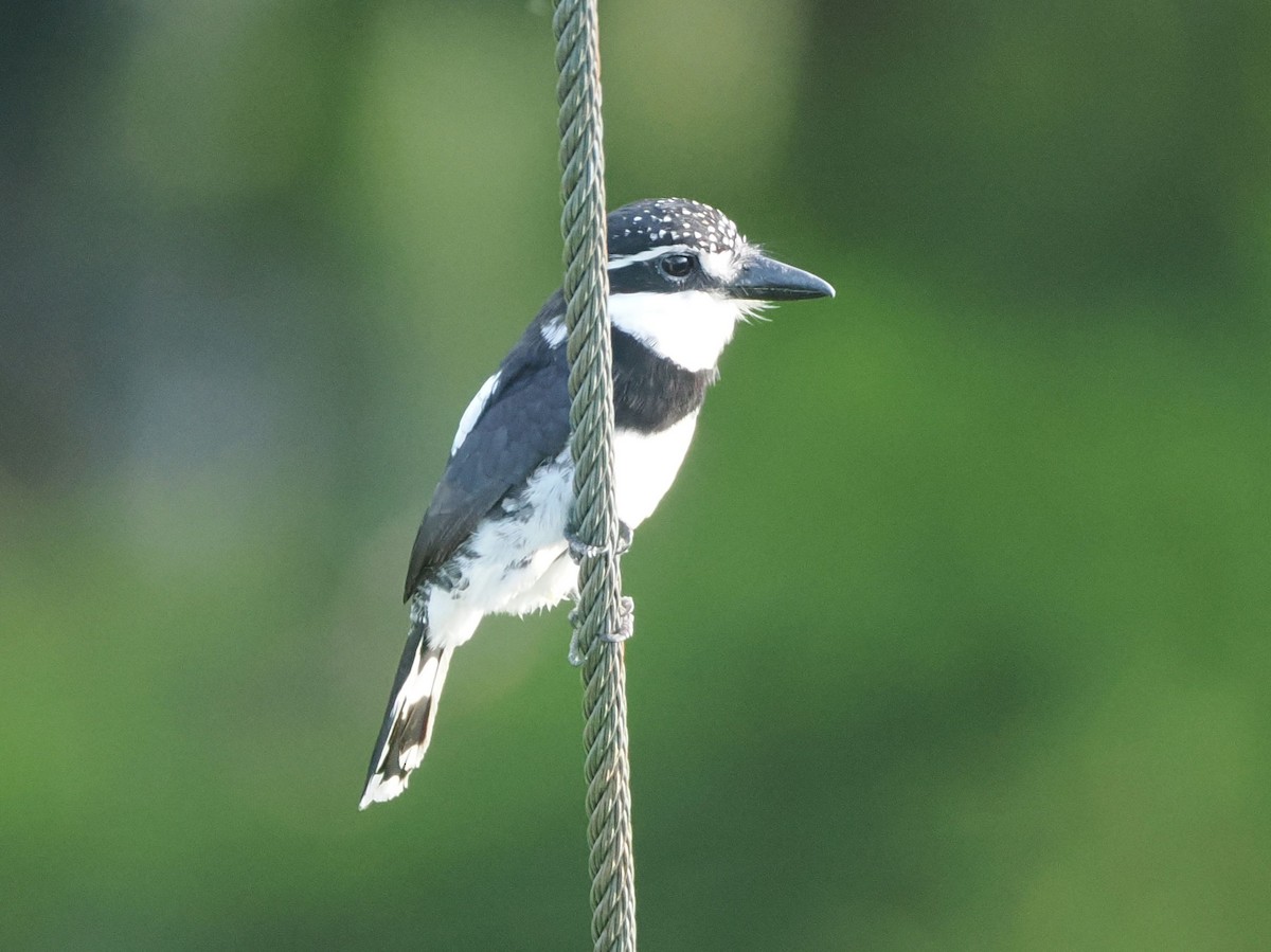 Pied Puffbird - ML643530147