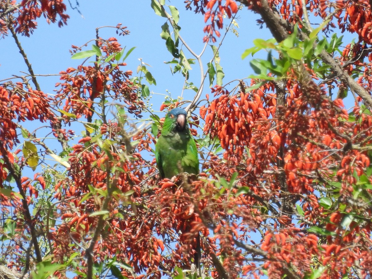 Blue-crowned Parakeet - ML643530149