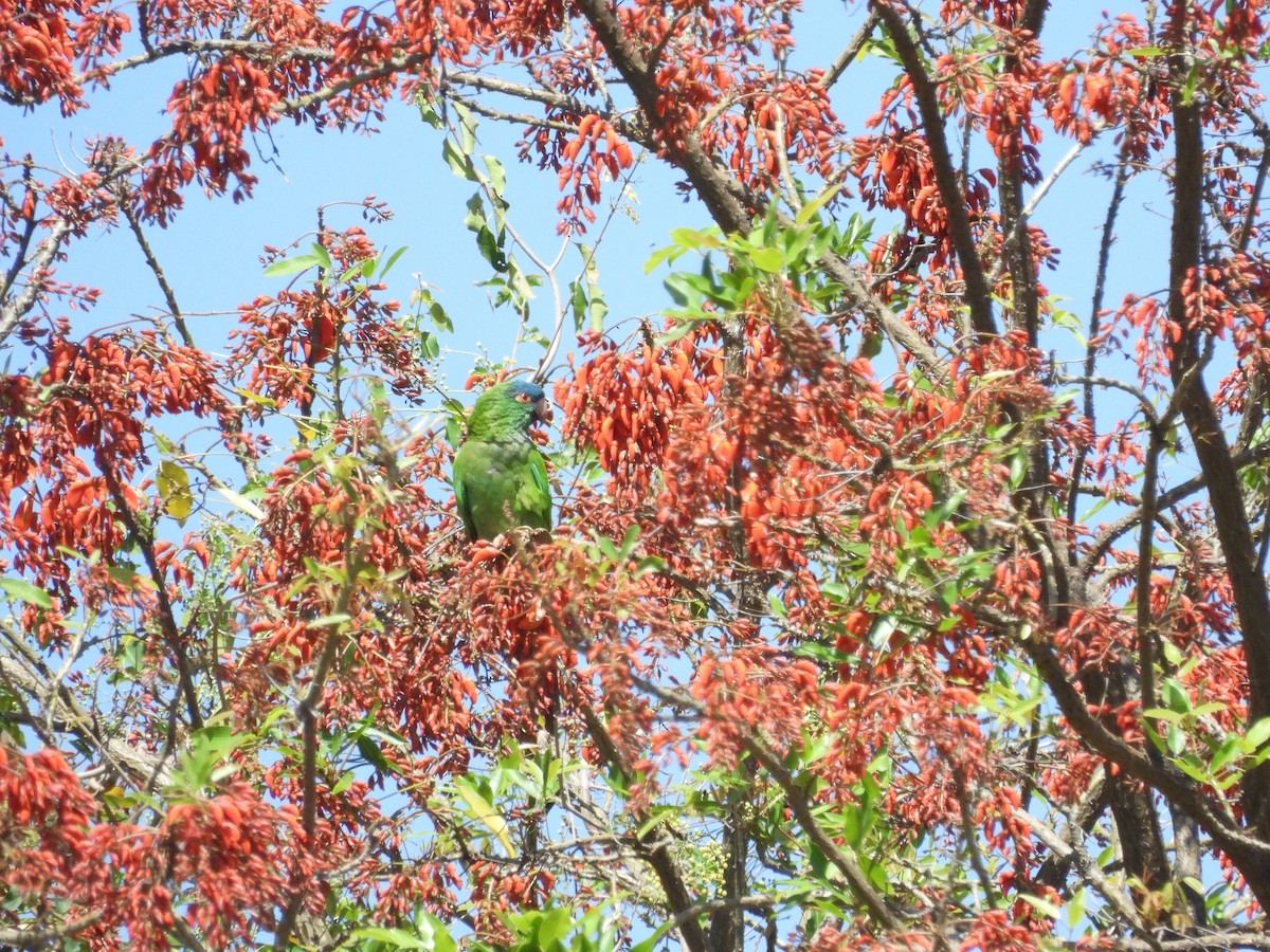 Blue-crowned Parakeet - ML643530174