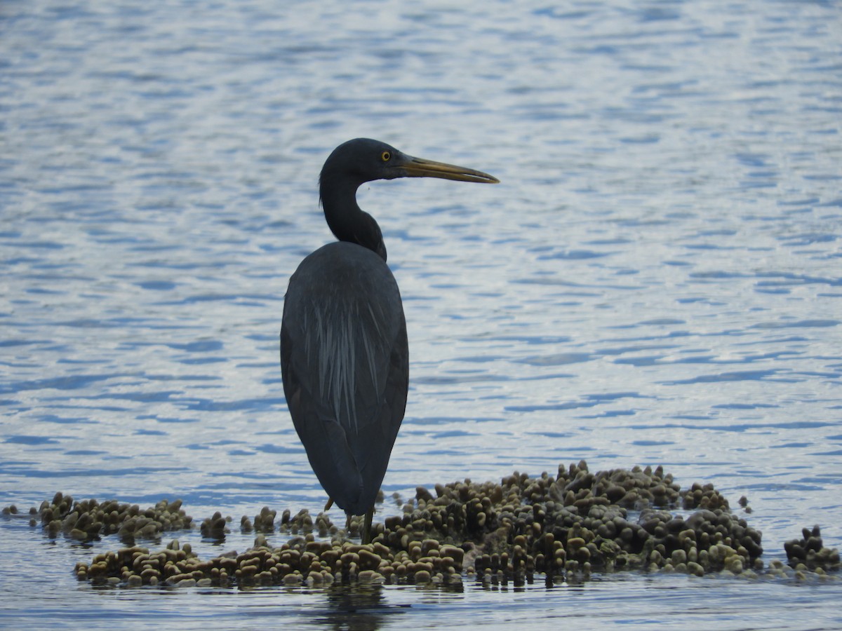 Pacific Reef-Heron - ML643530175