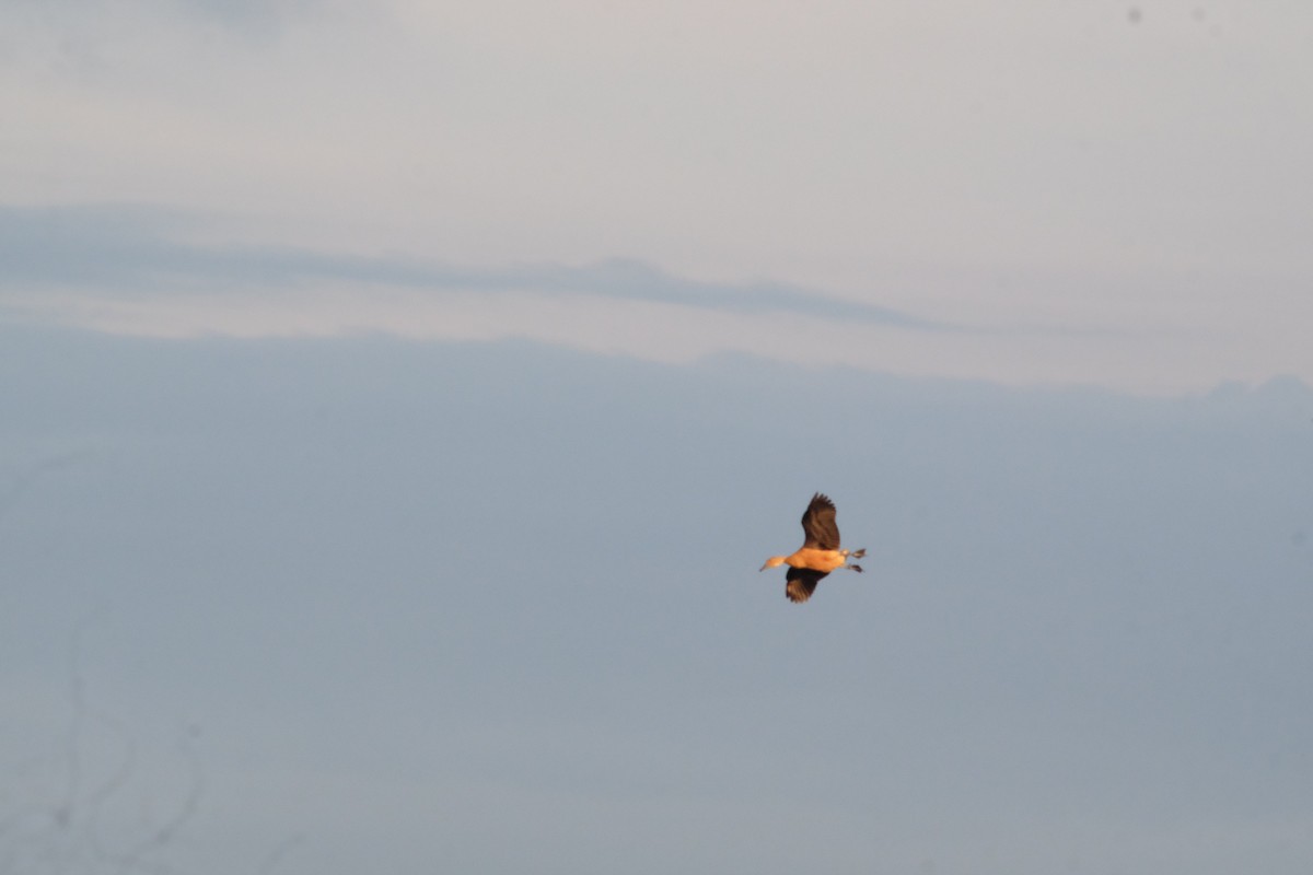 Lesser Whistling-Duck - ML643530199