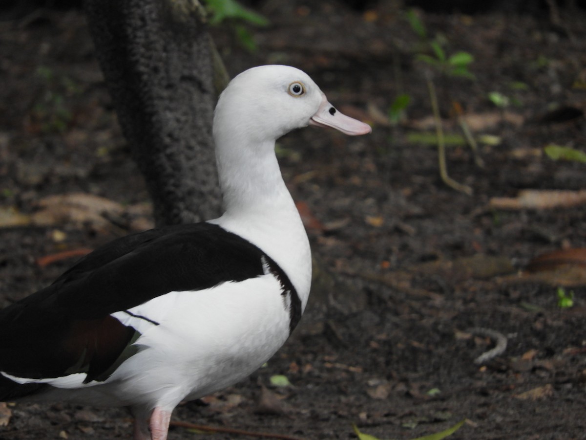Radjah Shelduck - ML643530202