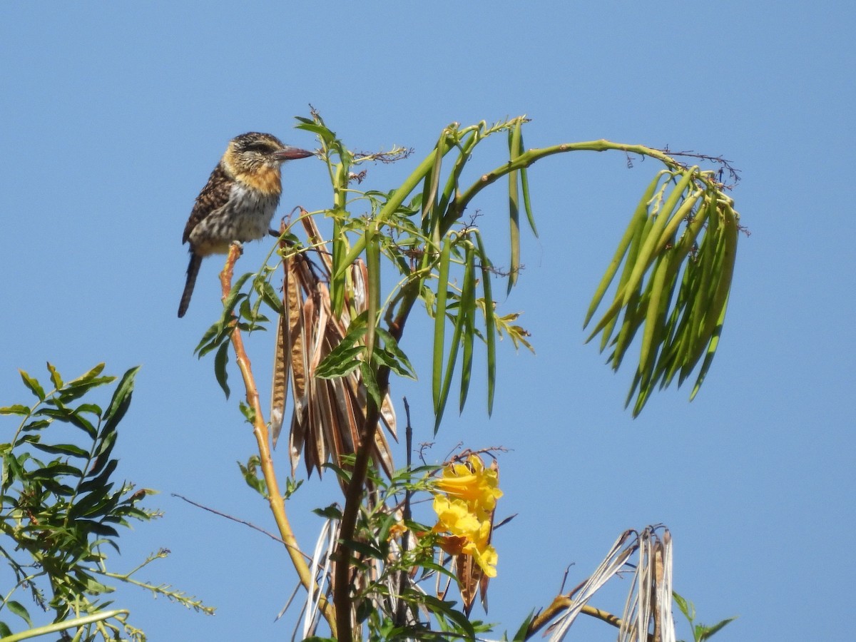 flekkdovenfugl (striatipectus) - ML643530203