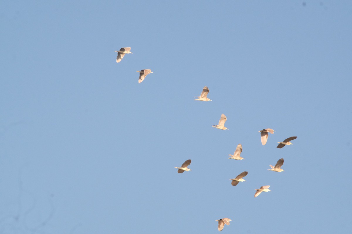 Black-crowned Night Heron - ML643530204
