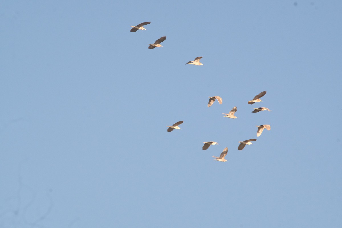 Black-crowned Night Heron - ML643530205