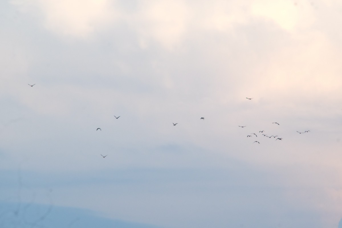 Lesser Whistling-Duck - ML643530207