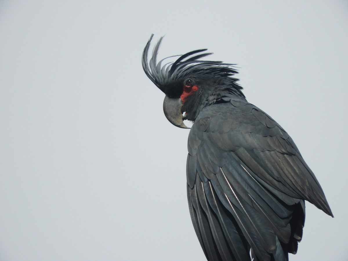 Palm Cockatoo - ML643530215