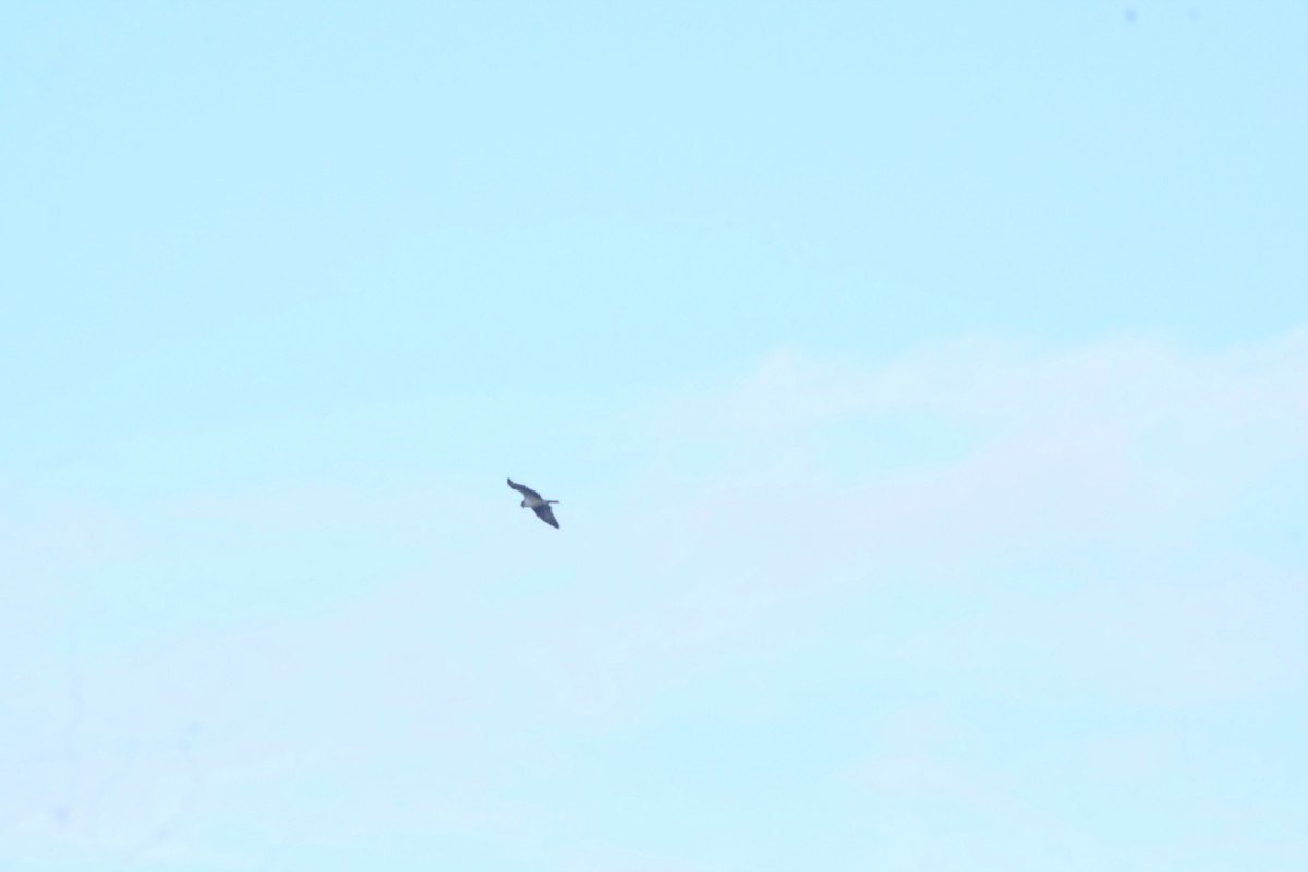 Balbuzard pêcheur - ML643530217