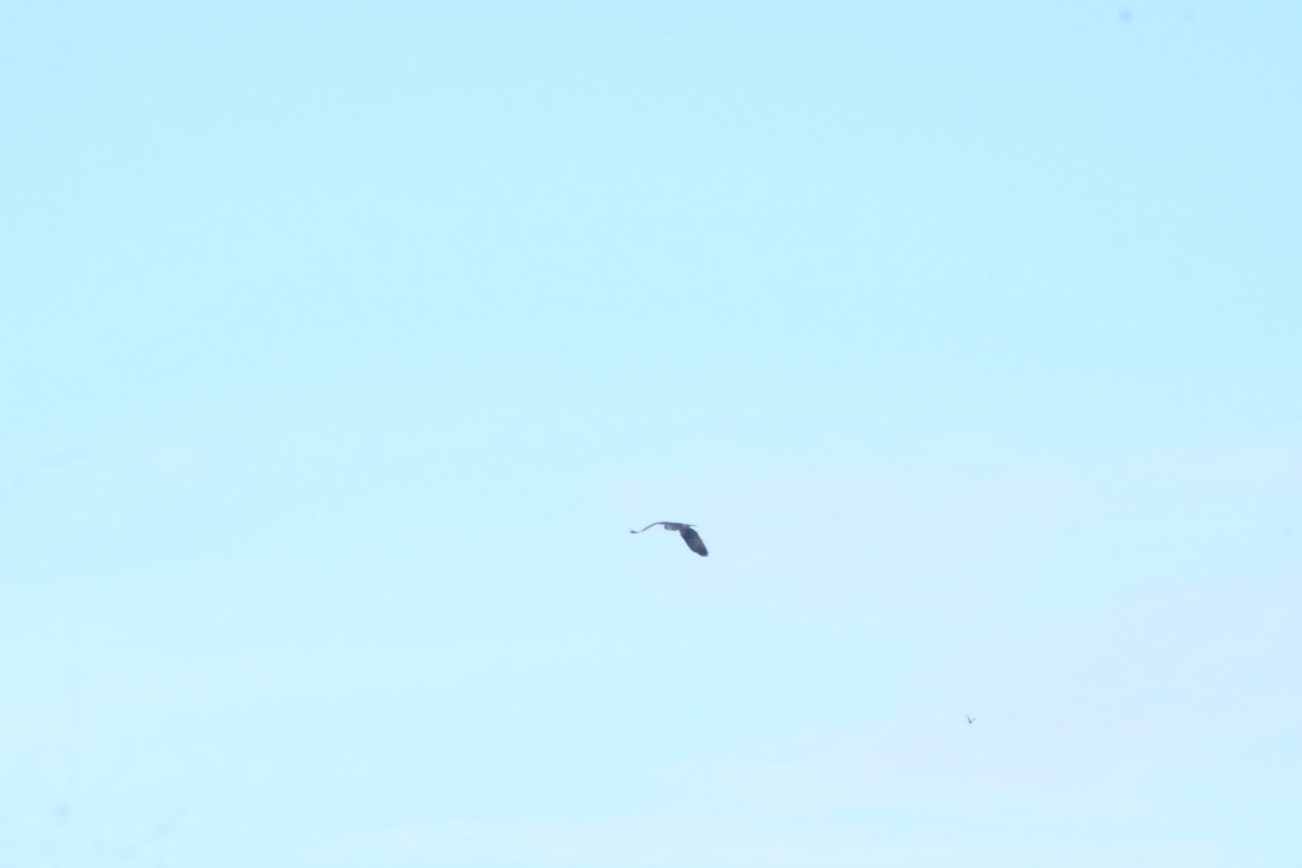 Balbuzard pêcheur - ML643530220