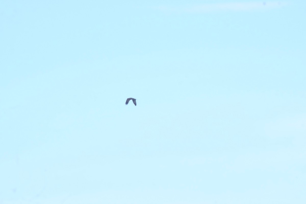 Águila Pescadora - ML643530221
