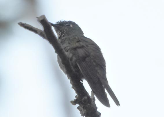 Colibrí Colirrojo - ML643530222