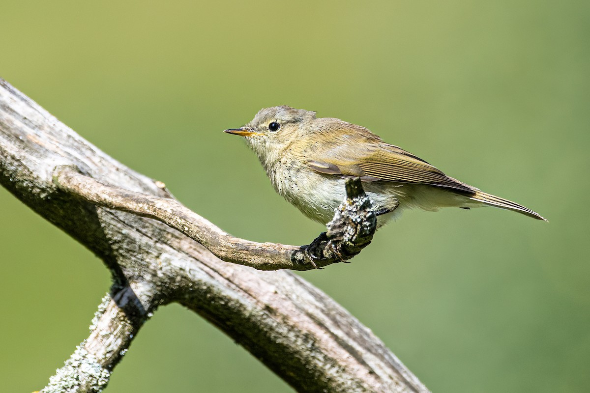 Mosquitero Común - ML643530236