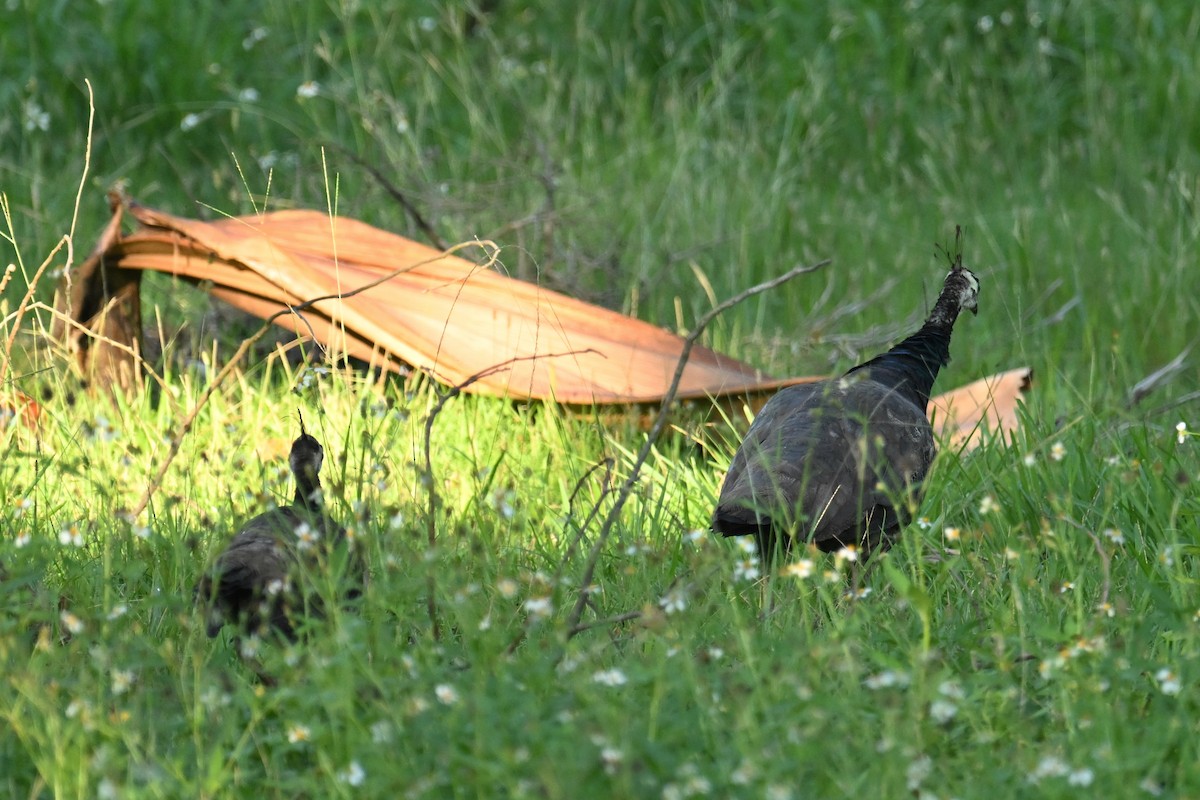 Pavo Real Común - ML643530237