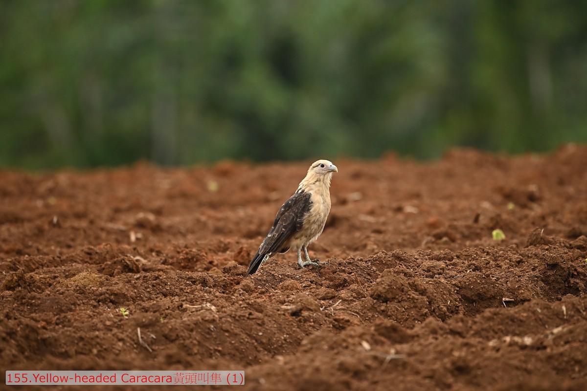 Caracara Chimachima - ML643530244