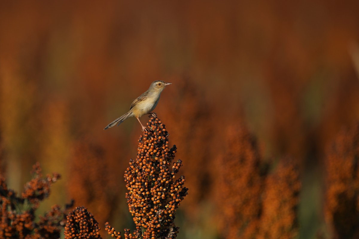 Plain Prinia - ML643530245