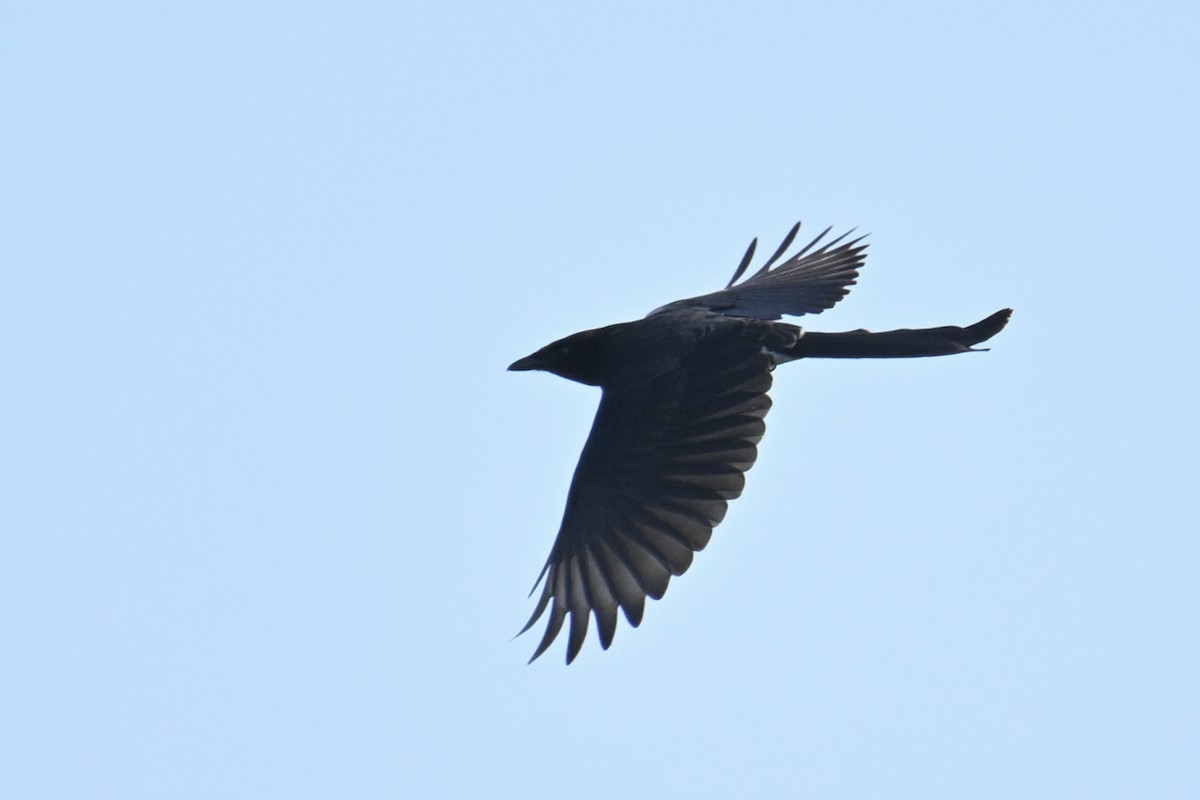 Black Drongo - ML643530250