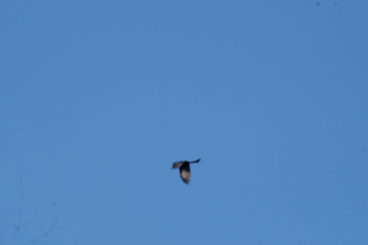 Drongo Cenizo - ML643530274