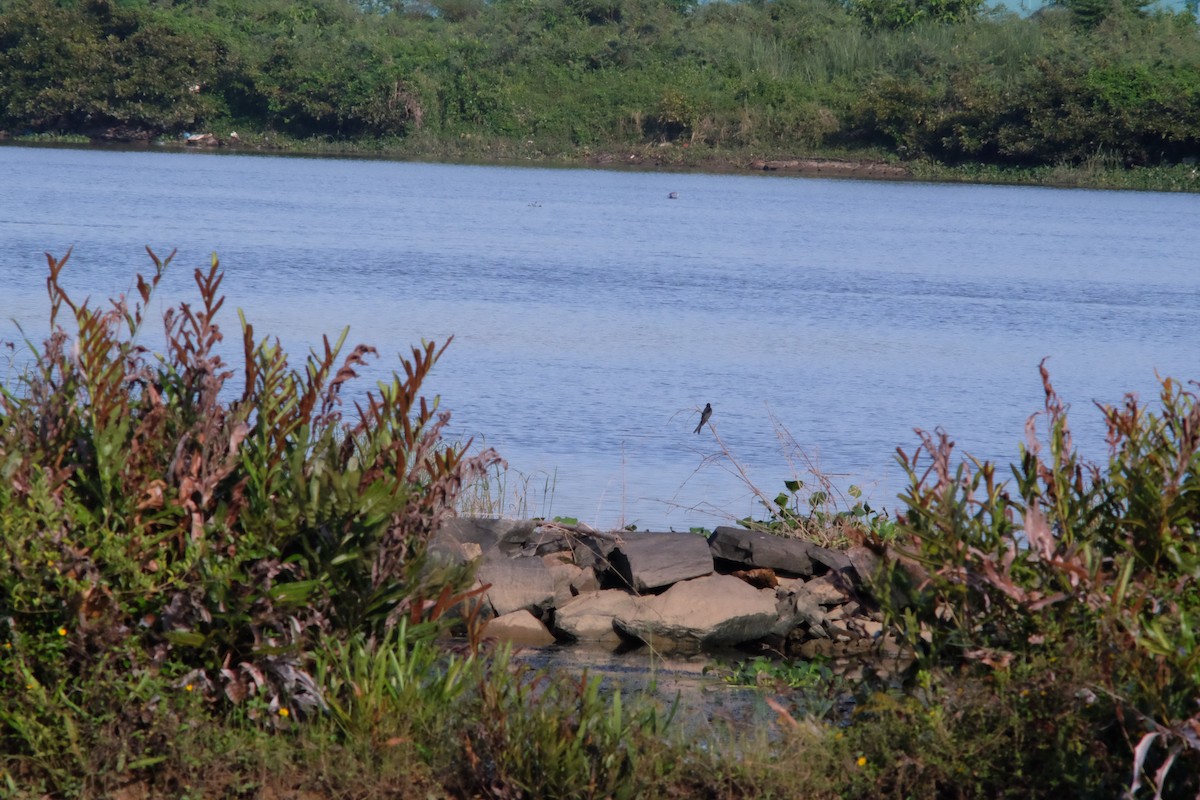 Drongo Cenizo - ML643530275