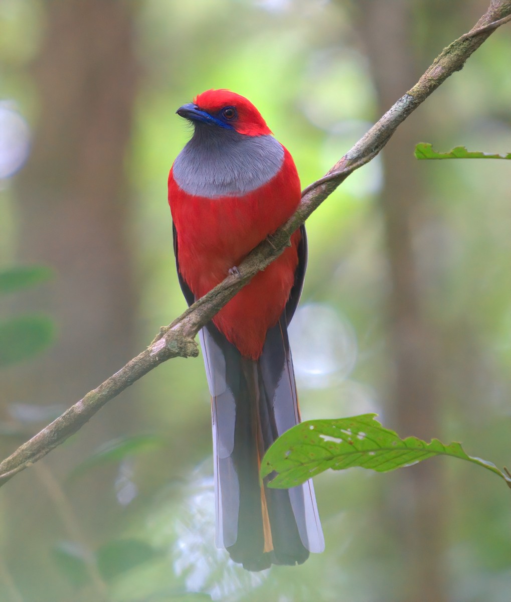 Trogón de Borneo - ML643530276