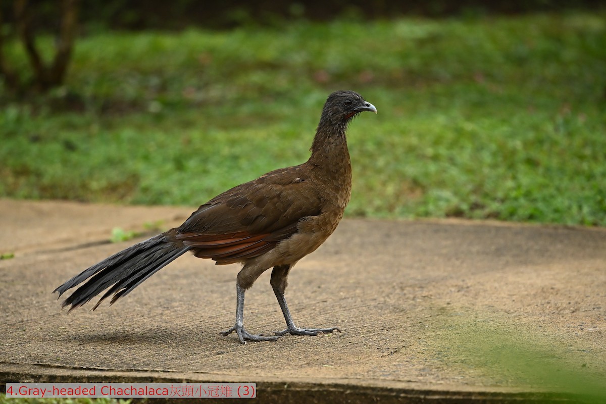 Gray-headed Chachalaca - ML643530281