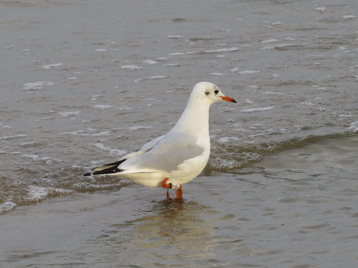 Gaviota Reidora - ML643530282