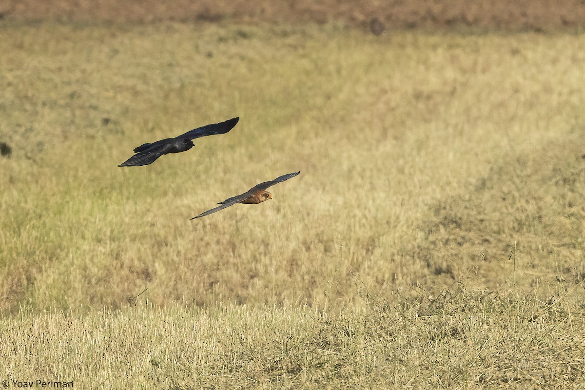 Red-footed Falcon - ML643530288
