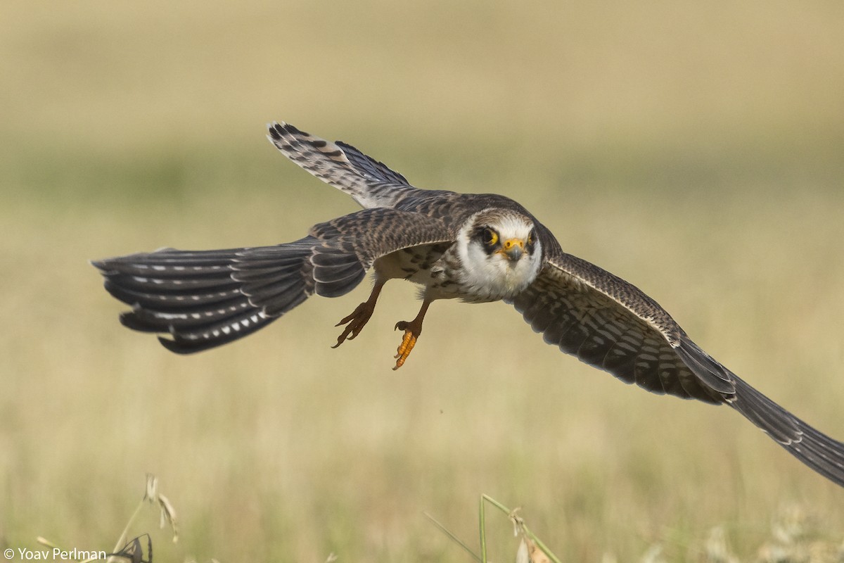 Red-footed Falcon - ML643530290