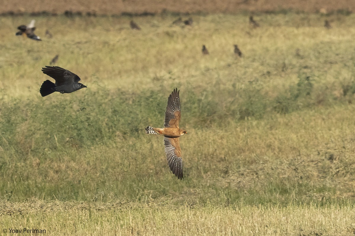 Red-footed Falcon - ML643530292