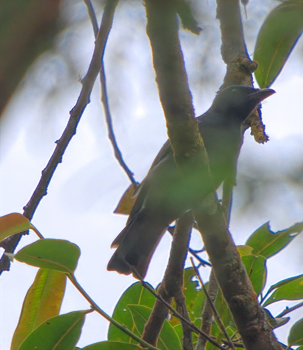 Sunda Cuckooshrike - ML643530302