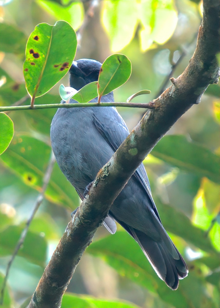 Sunda Cuckooshrike - ML643530303