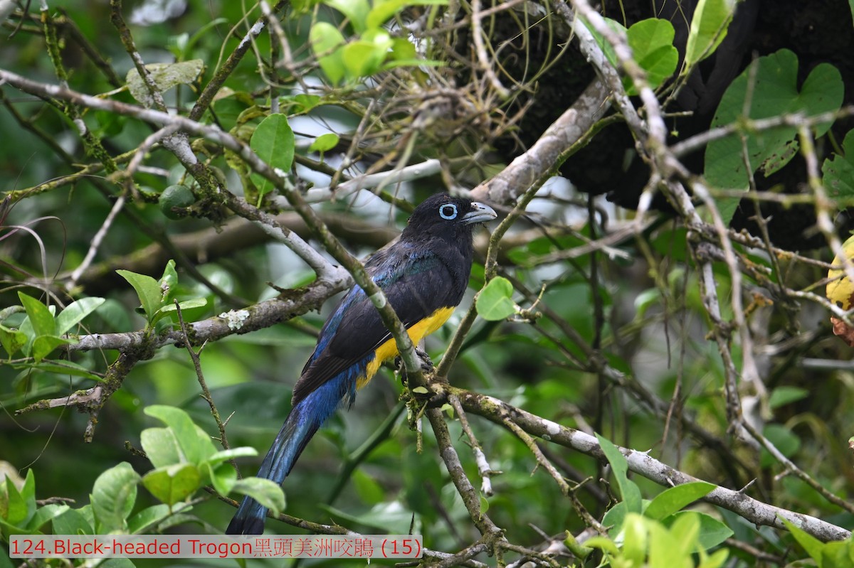 Black-headed Trogon - ML643530323