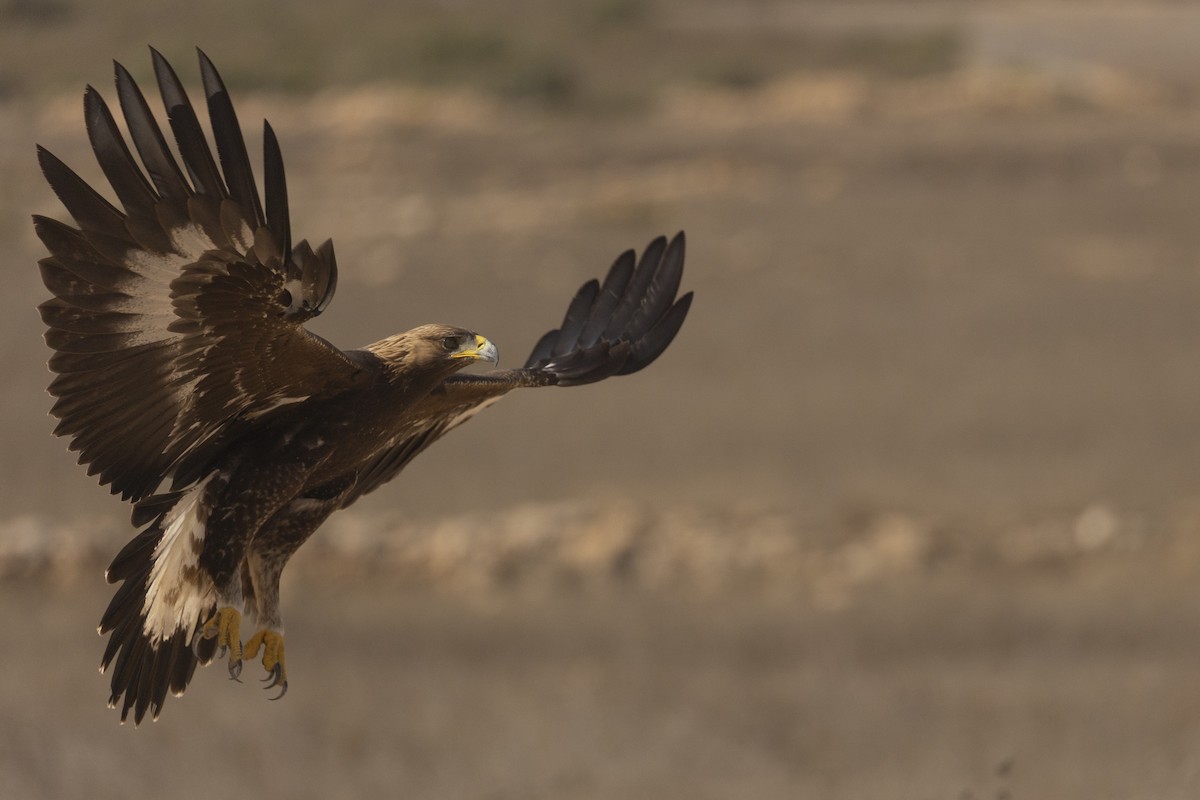 Golden Eagle - ML643530328